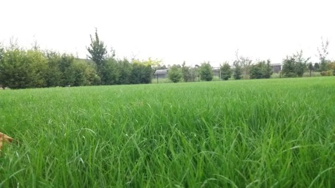 Gras onderhoud