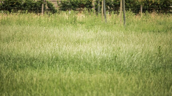 Grastotaal - gras zaaien - Weide Lienden