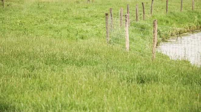 Grastotaal_gras zaaien weiland Lienden