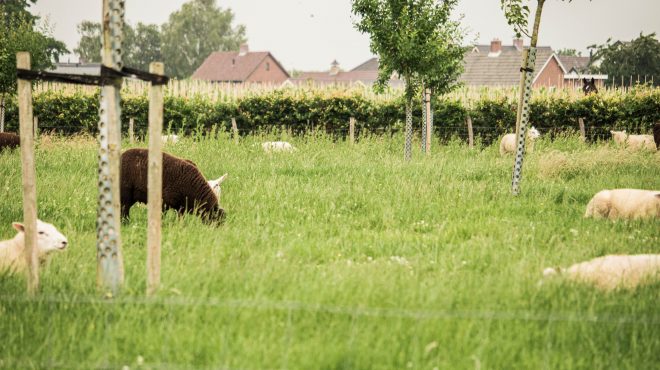 Grastotaal - gras zaaien - Weide Lienden