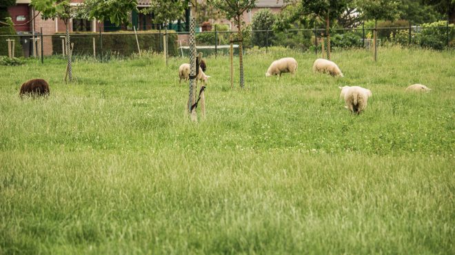 Grastotaal - gras zaaien - Weide Lienden