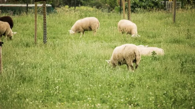 Grastotaal_gras zaaien weiland Lienden