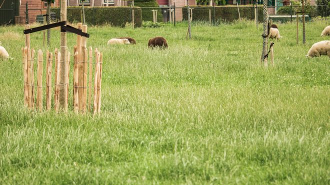 Grastotaal_Gras-zaaien-weide