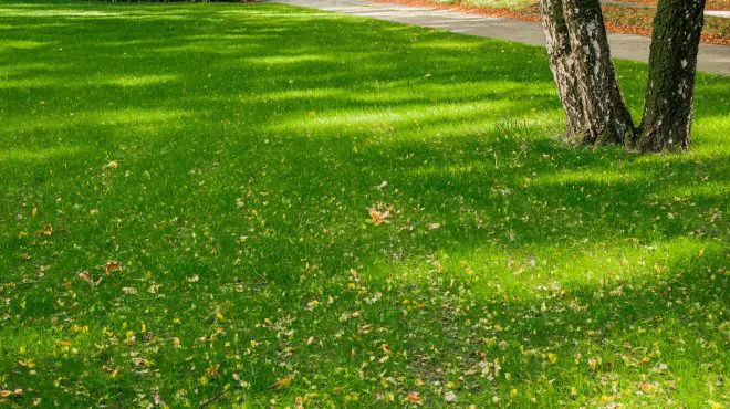 Grastotaal gras zaaien Wageningen