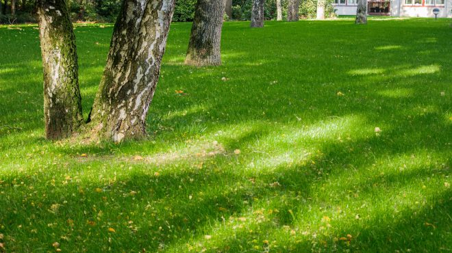 Grastotaal gras zaaien Wageningen