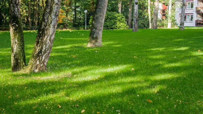 Grastotaal gras zaaien Wageningen