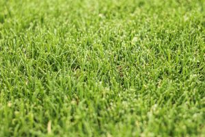Gras bemest met GrasZo