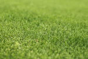 Gras laten zaeien_Grastotaal