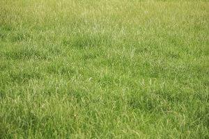 Grastotaal_Gras-laten-zaaien